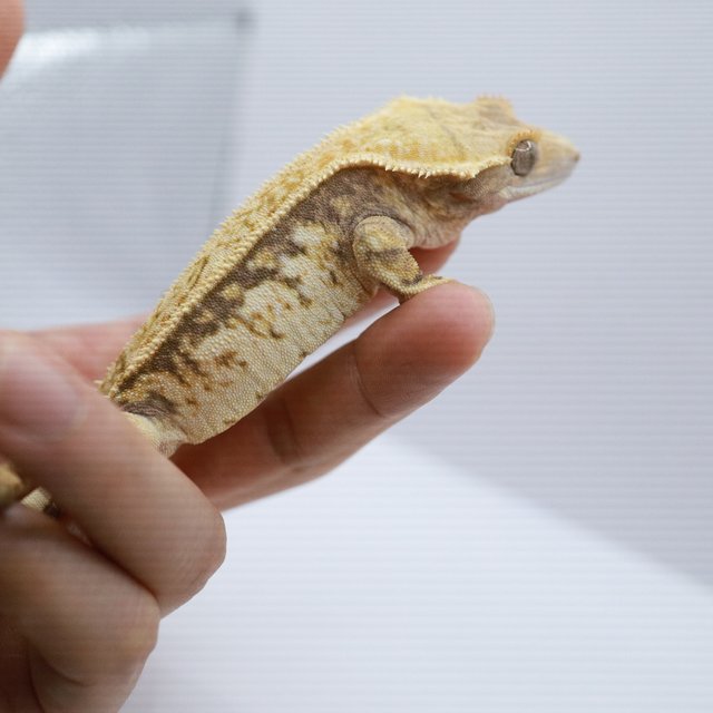 노멀 트라이 쿼드 드리피 화이트스팟