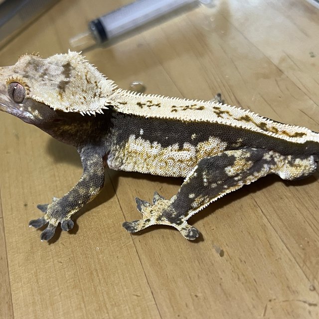 100%헷아잔틱 쿼드 풀핀