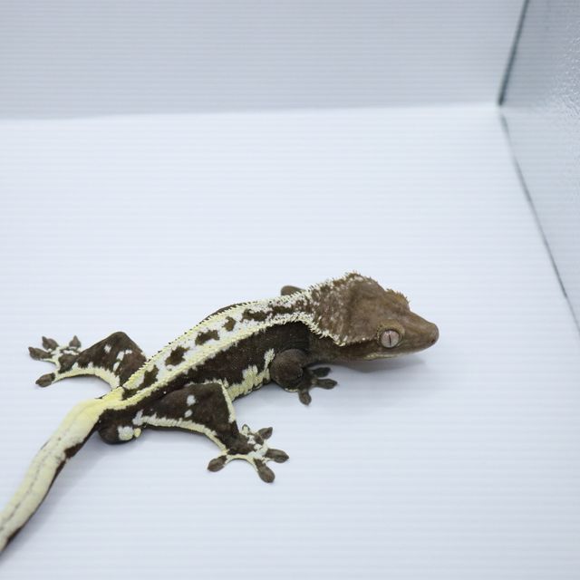 릴잔틱