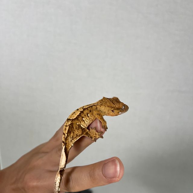 100%헷아잔틱
