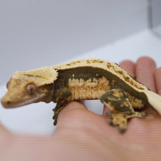 100%헷아잔틱 쿼드 풀핀