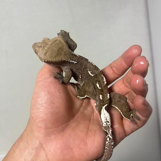 아잔틱
