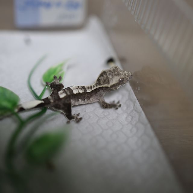 아잔틱
