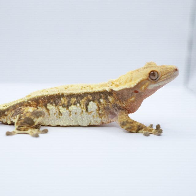 노멀 트라이 텐저린