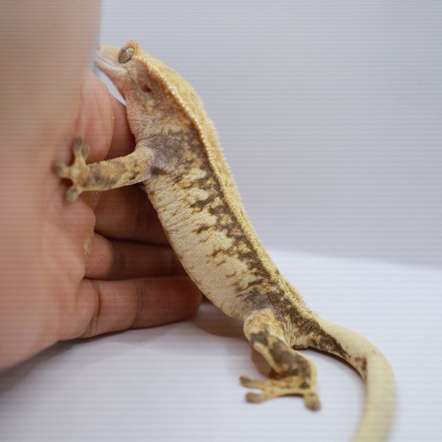 노멀 트라이 쿼드 드리피 화이트스팟