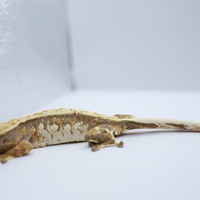 노멀 트라이 텐저린