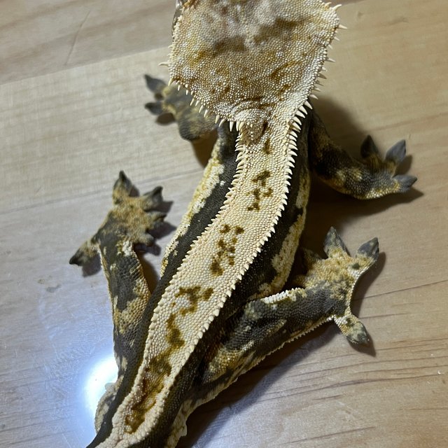 100%헷아잔틱 쿼드 풀핀