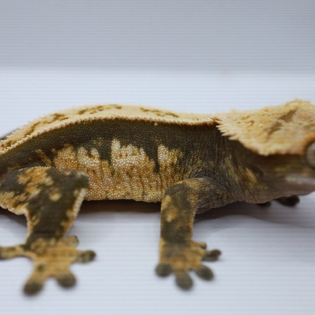 100%헷아잔틱 쿼드 풀핀