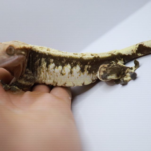 노멀 트라이 쿼드 화이트스팟