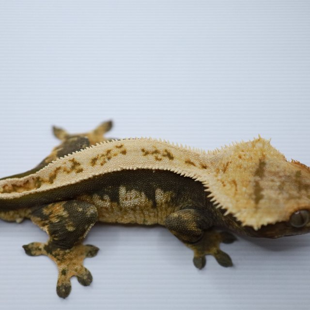 100%헷아잔틱 쿼드 풀핀