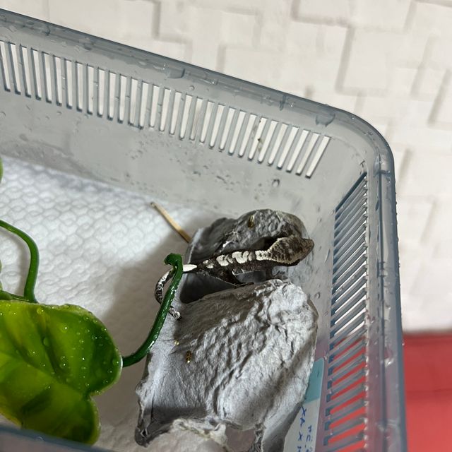 아잔틱