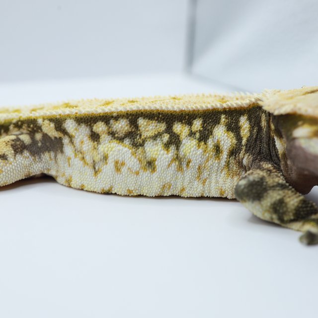 노멀 트라이 드리피 풀핀 쿼드