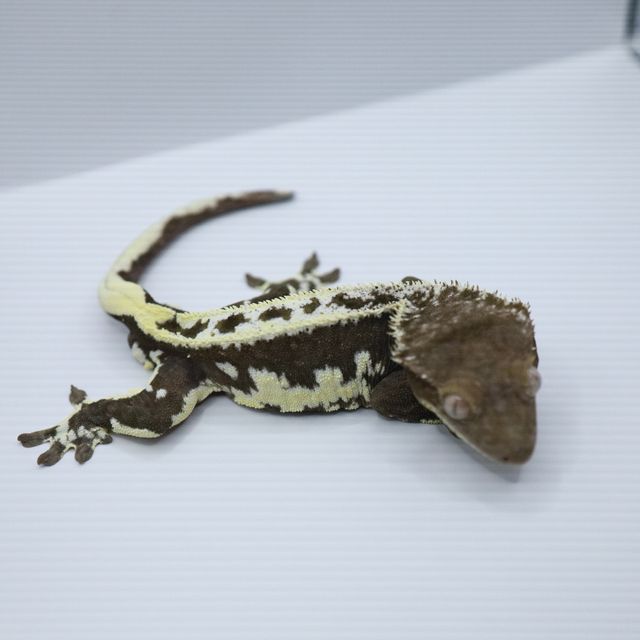 릴잔틱