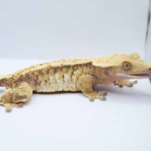 노멀 트라이 텐저린