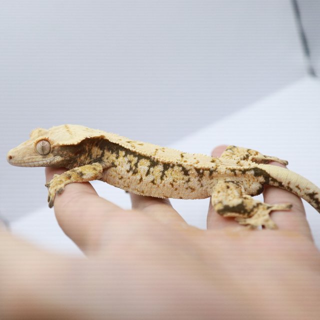 노멀 트라이 화이트스팟