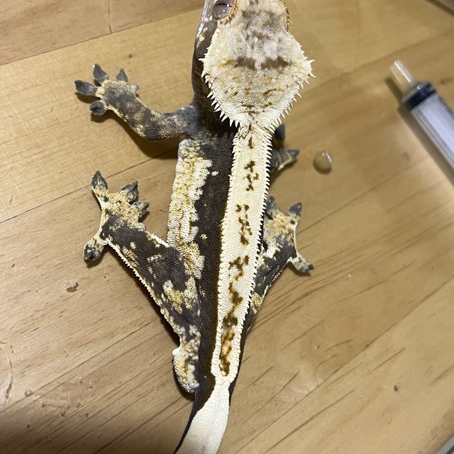 100%헷아잔틱 쿼드 풀핀