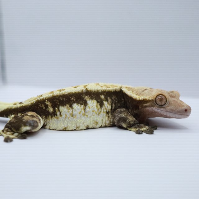 노멀 트라이 쿼드 화이트스팟