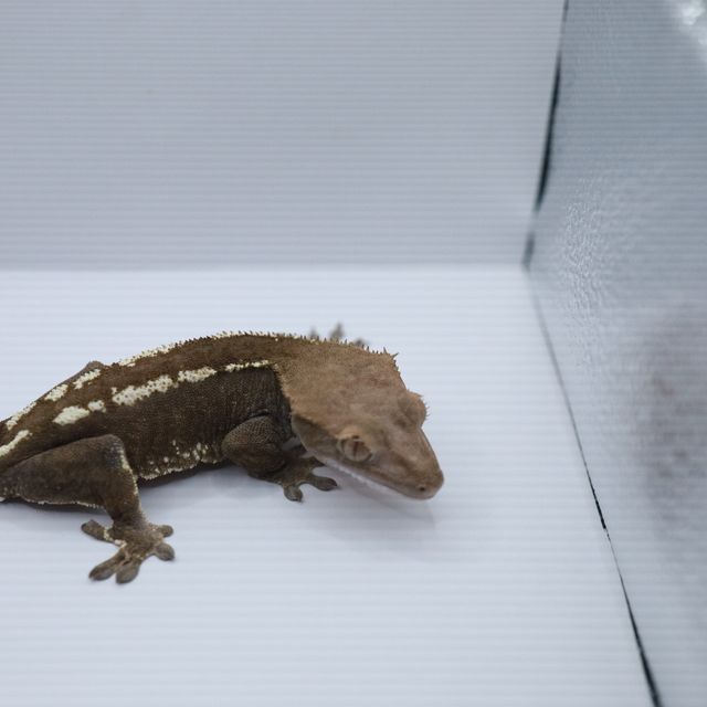 카푸치노