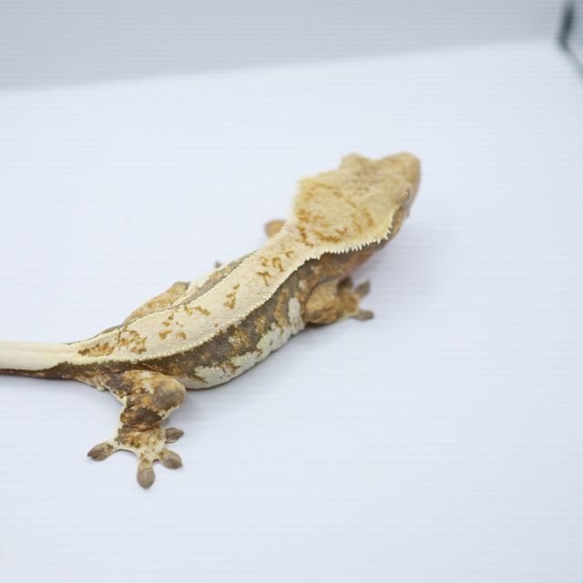 노멀 트라이 텐저린