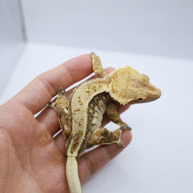 노멀 트라이 텐저린