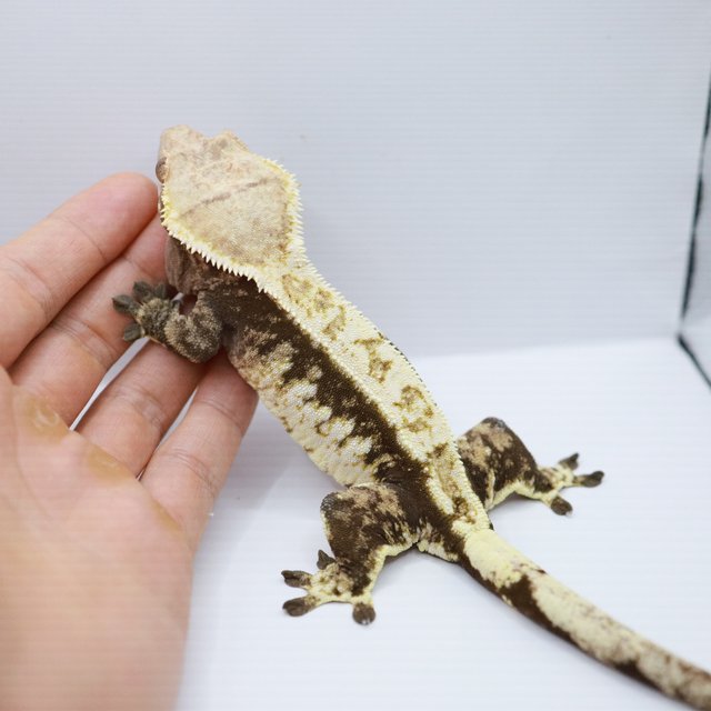 노멀 트라이 쿼드 화이트스팟