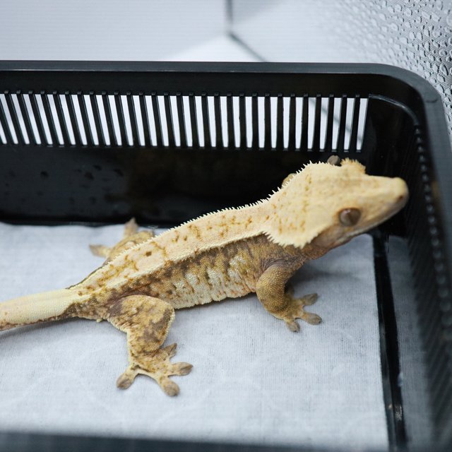 노멀 트라이 텐저린