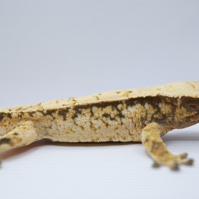 노멀 트라이 화이트스팟