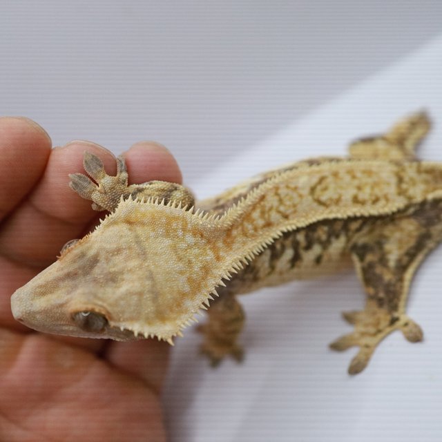 노멀 트라이 쿼드 드리피 화이트스팟