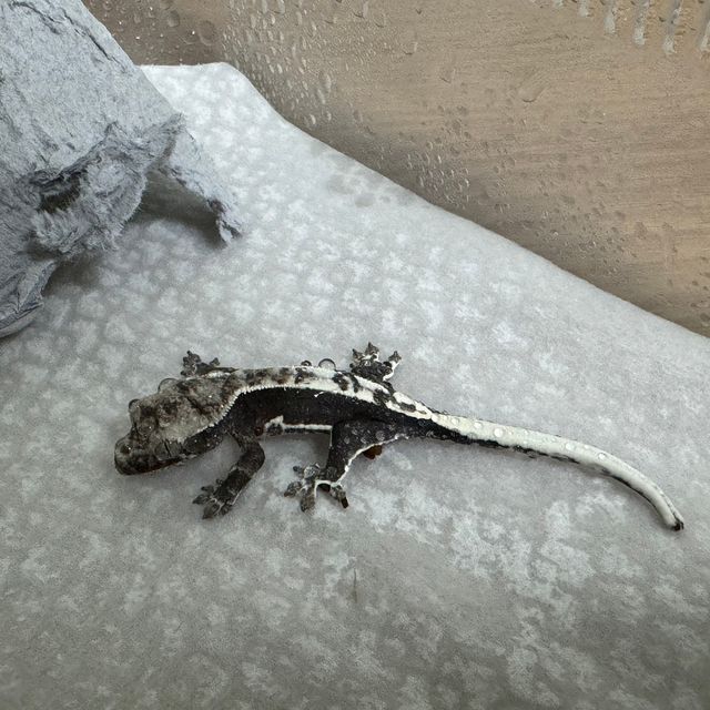 릴잔틱