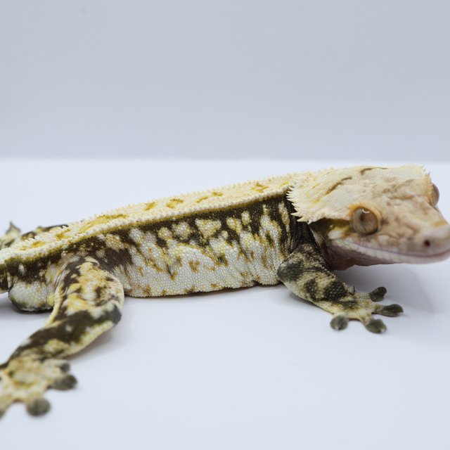 노멀 트라이 드리피 풀핀 쿼드