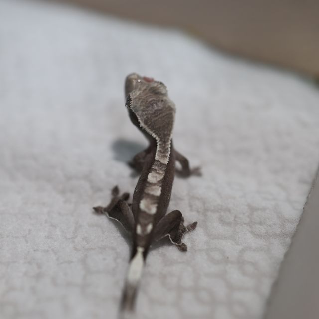 아잔틱