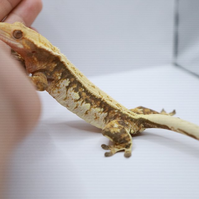 노멀 트라이 텐저린