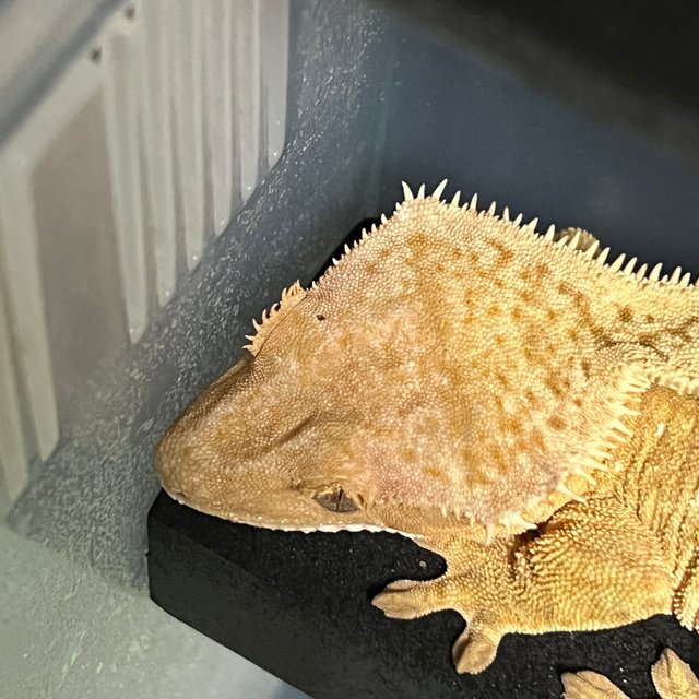 100%헷아잔틱 쿼드 풀핀