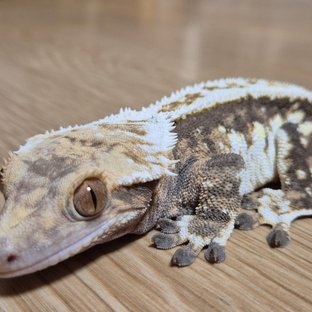 익스트림할리퀸 트라이