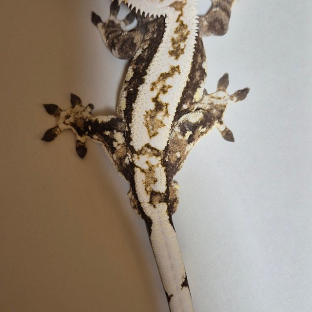 노멀 익스트림할리퀸 트라이 할리퀸