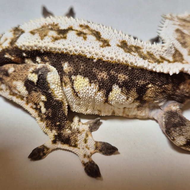 익스트림할리퀸 트라이