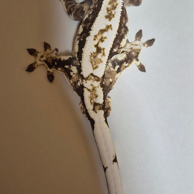 익스트림할리퀸 트라이