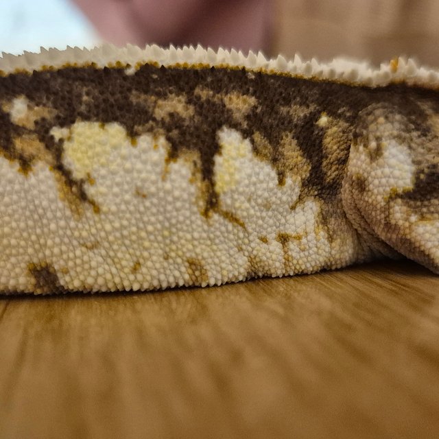 노멀 익스트림할리퀸 트라이 할리퀸