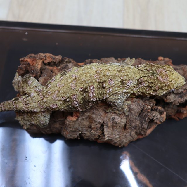 리핀리치스 하이 컬러 헷 멜라니스틱