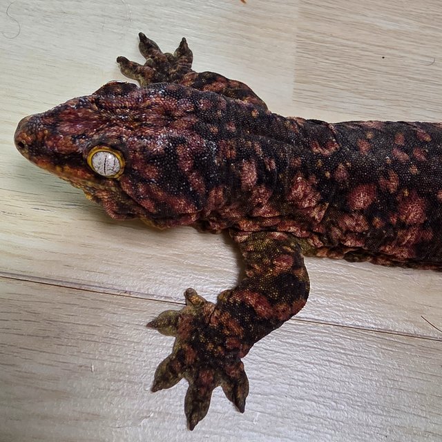 레드바 헷 멜라니스틱 리핀리치스