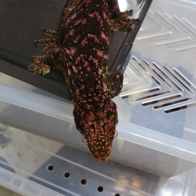 레드바 리핀리치스 헷 멜라니스틱 다스몰