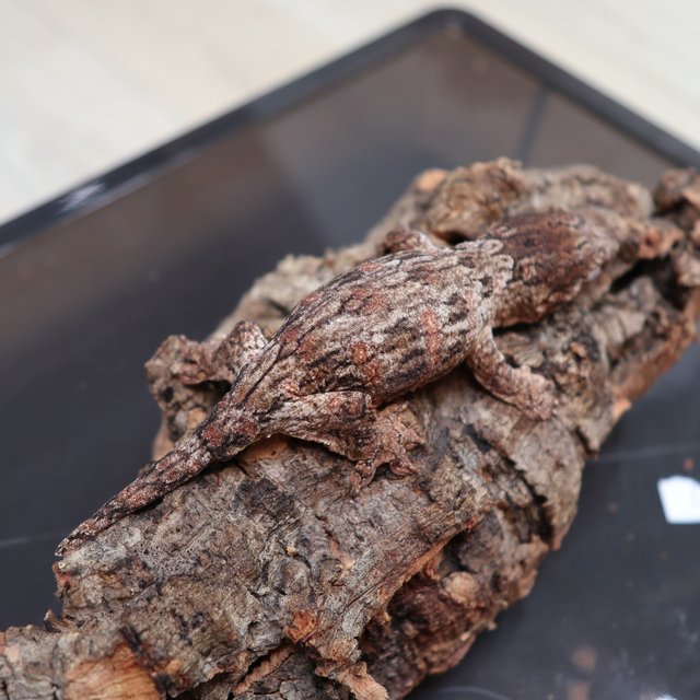 레드바 리핀리치스