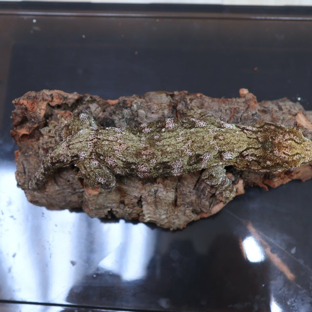 리핀리치스 헷 멜라니스틱 하이 컬러