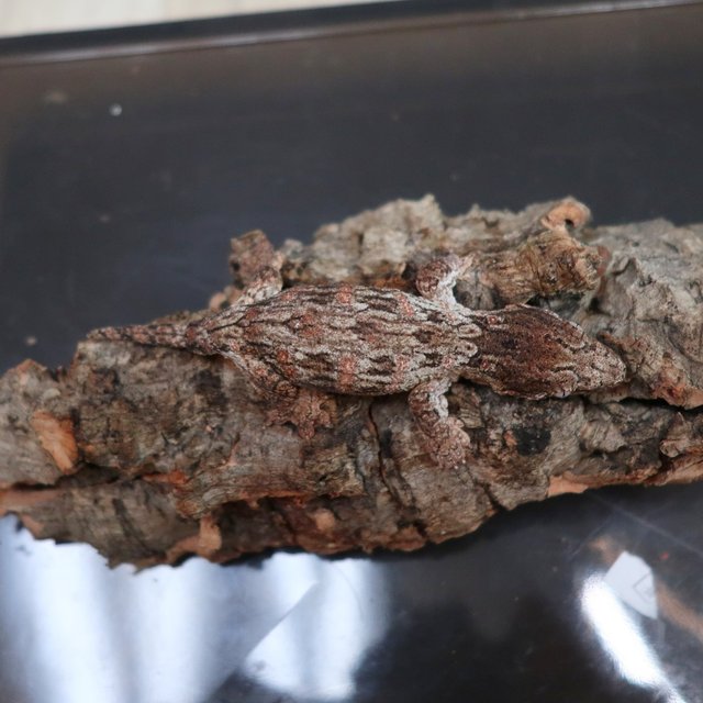 레드바 리핀리치스