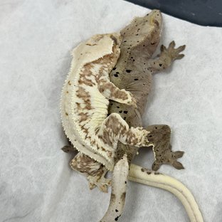 릴리100%헷아잔틱