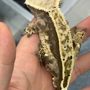 핀스트라이프 달마시안