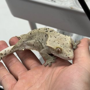 100%헷아잔틱 슈퍼달마시안