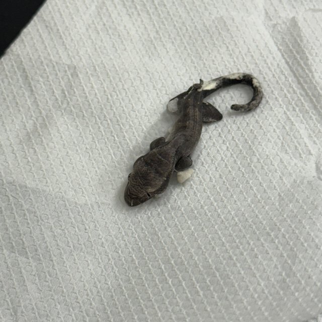 100%헷아잔틱 슈퍼달마시안