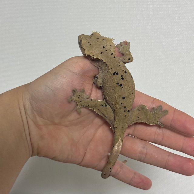 100%헷아잔틱 슈퍼달마시안