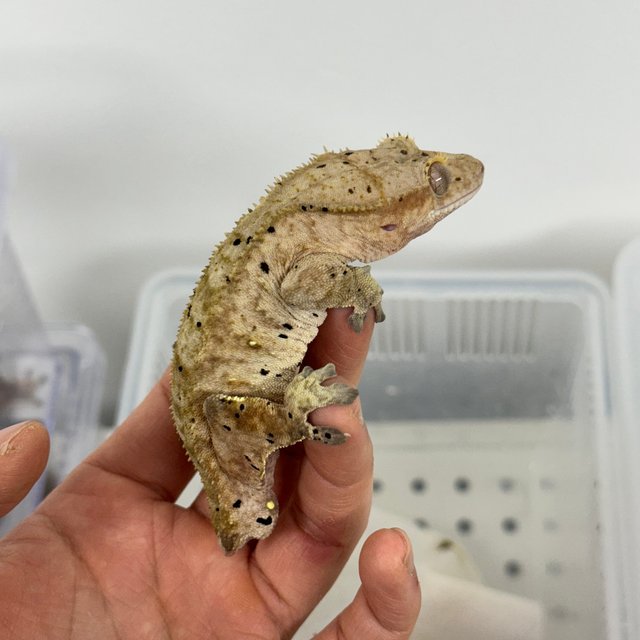 슈퍼달마시안 100%헷아잔틱